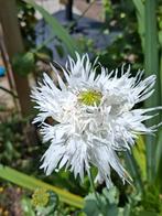 Witte Papaver gefranjerd, Tuin en Terras, Bloembollen en Zaden, Ophalen of Verzenden, Voorjaar, Volle zon, Zaad
