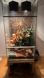 Terrarium, Dieren en Toebehoren, Reptielen en Amfibieën | Toebehoren, Ophalen of Verzenden, Zo goed als nieuw