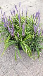 Liriope muscari 'Money Maker'  leliegras bloei paars, Tuin en Terras, Planten | Tuinplanten, Ophalen, Overige soorten, Volle zon