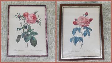 1929 P.J. Redouté rozenlijsten bloemen swiet prenten lijsten beschikbaar voor biedingen