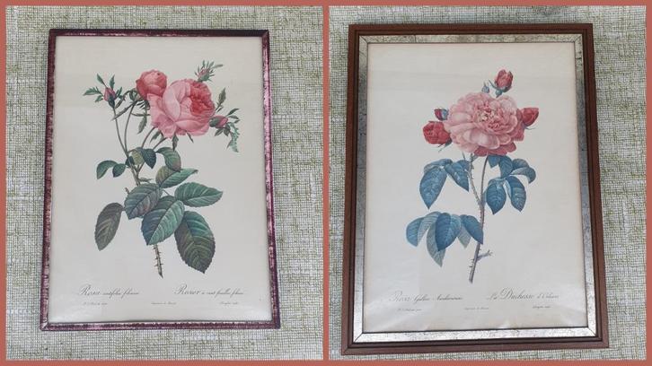 1929 P.J. Redouté rozenlijsten bloemen swiet prenten lijsten, Huis en Inrichting, Woonaccessoires | Lijsten, Zo goed als nieuw