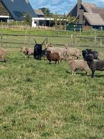 Ouessant schaap dekrammen verschillende kleuren, Dieren en Toebehoren, Mannelijk, Schaap, 0 tot 2 jaar