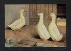 Pluimvee Peking Eenden Boerderij, Van Gink., Ophalen of Verzenden, 1980 tot heden, Ongelopen, Vogel