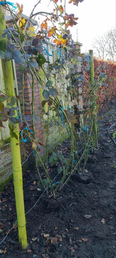 Doornloze bramenplanten - direct oogsten!, Tuin en Terras, Planten | Tuinplanten, Ophalen
