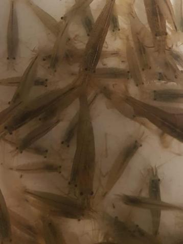 Hobbyaquarium Japonica XL  AKTIE enkel op 14/15 Juni beschikbaar voor biedingen