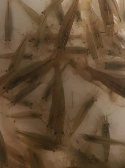Hobbyaquarium Japonica XL  AKTIE enkel op 14/15 Juni, Dieren en Toebehoren, Vissen | Aquariumvissen, Zoetwatervis, Kreeft, Krab of Garnaal