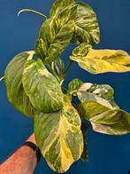 Monstera Lechleneriana Variegata p12 (5)