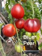 Blue pear - tomaat zaden en vele andere soorten tomaten., Ophalen of Verzenden, Voorjaar, Volle zon, Zaad