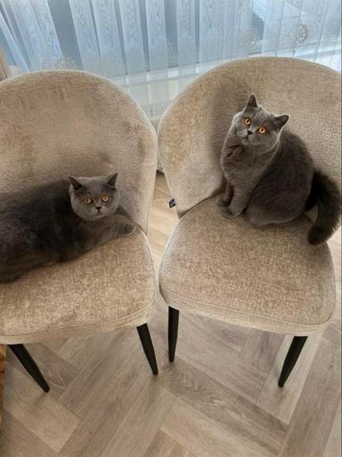 2 Britse kortehaar, Dieren en Toebehoren, Katten en Kittens | Raskatten | Korthaar, Meerdere dieren, 0 tot 2 jaar, Met stamboom