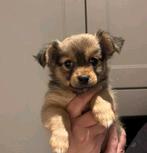 Te koop: mooie pomchi pups, Overige rassen, Meerdere, Meerdere dieren, Nederland
