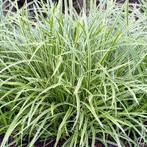 Carex morrowii 'Ice Dance' / Zegge P9 pot, Ophalen of Verzenden