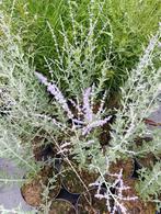 Perovskia (Russische Salie) in C2-pot, Volle zon, Vaste plant, Zomer, Ophalen