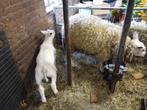 Mooie schapen met lammeren te koop, Dieren en Toebehoren, Schapen, Geiten en Varkens, Schaap, Meerdere dieren