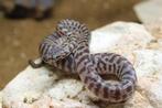 Diverse slangen, Dieren en Toebehoren, Reptielen en Amfibieën, Slang