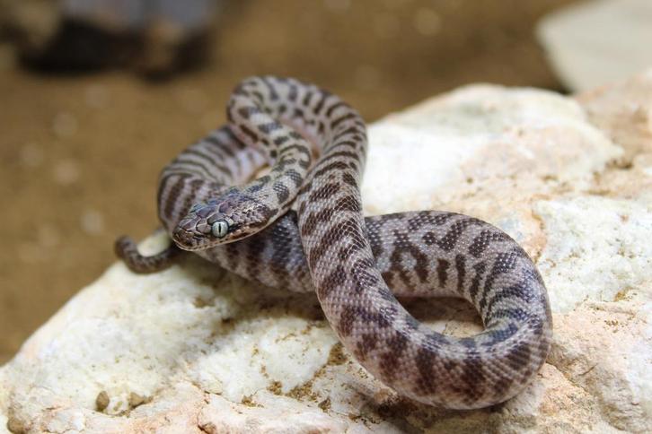 Diverse slangen, Dieren en Toebehoren, Reptielen en Amfibieën, Slang