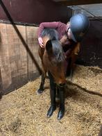 Verzorgpony gezocht/verzorger aangeboden, Dieren en Toebehoren, Ophalen of Verzenden, Zo goed als nieuw