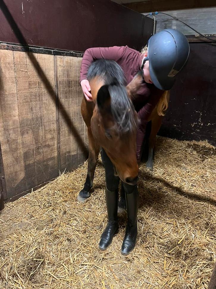 Verzorgpony gezocht/verzorger aangeboden, Dieren en Toebehoren, Paarden en Pony's | Verzorgingsproducten, Zo goed als nieuw, Ophalen of Verzenden