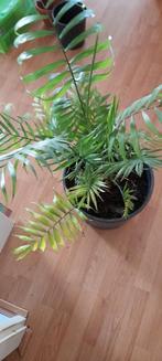 Varen in pot - 110cm hoog, Tuin en Terras, Planten | Tuinplanten, Ophalen, Vaste plant, Varens, Bloeit niet