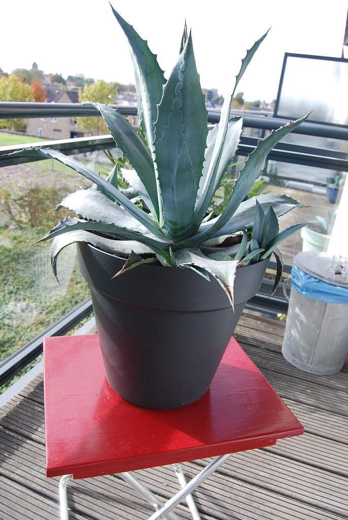Prachtige Agave., Tuin en Terras, Planten | Tuinplanten, Vaste plant, Overige soorten, Volle zon, Bloeit niet, Ophalen
