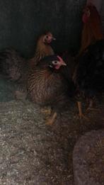 Broedeieren Wyandottekriel patrijs kleuren mix van eieren., Dieren en Toebehoren, Pluimvee, Geslacht onbekend, Kip