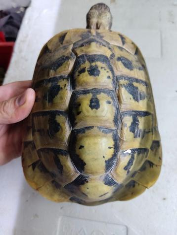 Diverse volwassen griekse landschildpadden, mannen met CITES beschikbaar voor biedingen