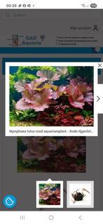 Rode lotusbloem, Ophalen, Nieuw, Plant(en), Steen of Hout