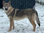 Tsjechoslowaakse wolfhond zoekt nieuwe, warme thuis, Dieren en Toebehoren, Particulier, Rabiës (hondsdolheid), 1 tot 2 jaar, Reu