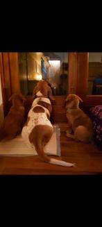 SUPER SCHATTIGE BASSET HOUND X CHOWCHOW PUBER PUPS PUPPIES, Dieren en Toebehoren, Honden | Beagles, Bassets en Lopende honden