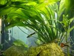 Guppy's, Dieren en Toebehoren, Vissen | Aquariumvissen