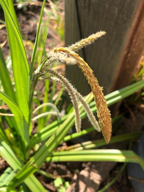 Carex remota of ijle zegge, Tuin en Terras, Planten | Tuinplanten, Vaste plant, Siergrassen, Halfschaduw, Lente, Ophalen of Verzenden