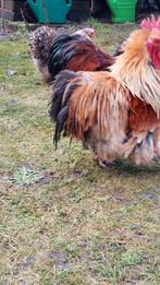 Cochin krielen 2025 krulveer, Meerdere dieren, Kip