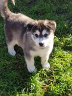 Shepsky (witte herder x husky) mogen verhuizen vanaf juli, CDV (hondenziekte), 8 tot 15 weken, Meerdere, Meerdere dieren