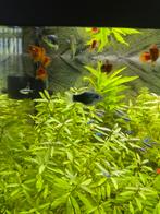 Platy’s baby/volwassen, Dieren en Toebehoren, Vis, Zoetwatervis, Schoolvis