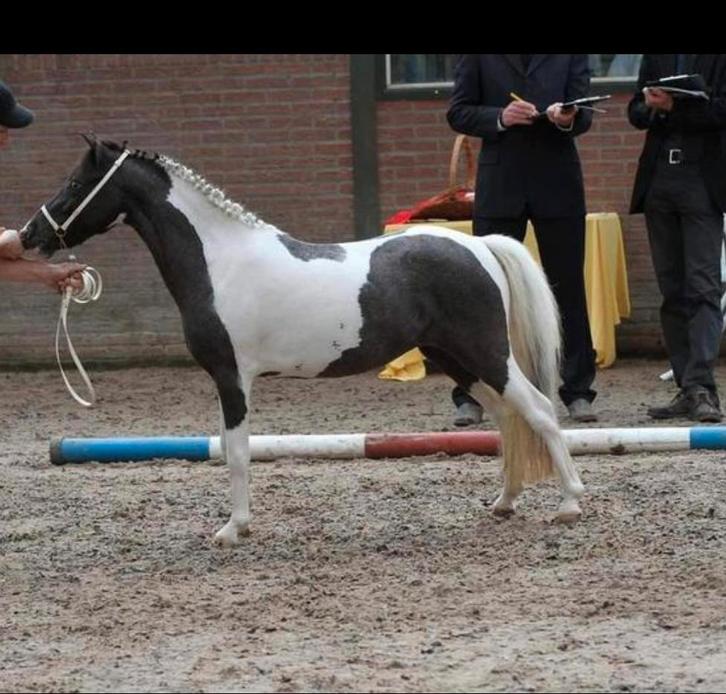 Merrie, NMPRS,STER,kampioen, minipaard,pony,miniatuurpaard, Dieren en Toebehoren, Paarden en Pony's | Dekhengsten en Fokmerries