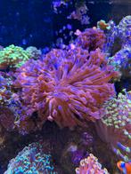 Koraal Goniopora red, Ophalen, Overige typen