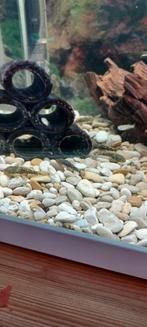 Algeters bortelneuzen, Dieren en Toebehoren, Vissen | Aquariumvissen, Vis