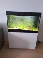 juwel rio 125 aquarium, Gebruikt, Ophalen, Gevuld zoetwateraquarium