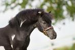 AMHA NMPRS 4 jarige hengst -  zwart bont - Zadelmak!, Dieren en Toebehoren, Pony's, Gechipt, A pony (tot 1.17m), 3 tot 6 jaar