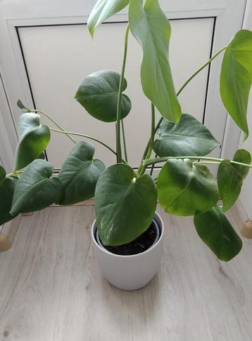 Jonge Monstera Deliciosa in pot beschikbaar voor biedingen