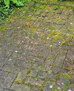 Glazenwasser , schoonmaken van opritten tuinen etc ., Schoonmaken bedrijfsruimte