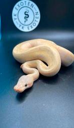 Koningspython Banana Pastel Pinstripe Desert Ghost MAN, Dieren en Toebehoren, Slang, 0 tot 2 jaar