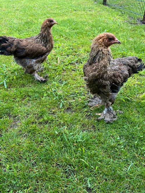 Brahma groot hennen, Dieren en Toebehoren, Pluimvee, Kip, Vrouwelijk