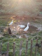 Loopeenden wit, Dieren en Toebehoren, Pluimvee, Geslacht onbekend, Eend