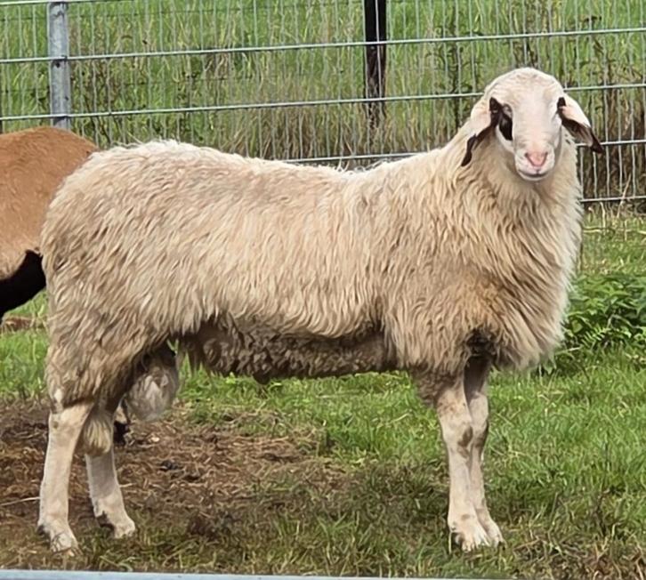 Brilschaap ram ( zwoegervrij), Dieren en Toebehoren, Schapen, Geiten en Varkens, Schaap, Mannelijk