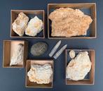 Fosielen, Ophalen of Verzenden, Fossiel