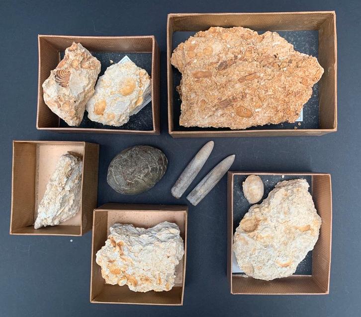 Fosielen, Verzamelen, Mineralen en Fossielen, Fossiel, Ophalen of Verzenden