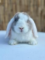 Heel mooi klein japanner Minilop konijntje🩵, Dieren en Toebehoren, Konijnen, Mannelijk, Dwerg