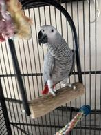 Pasha knappe grijsje, Mannelijk, Papegaai, Geringd