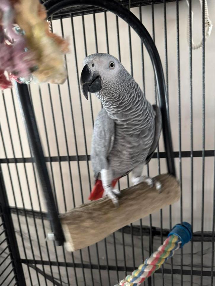 Pasha knappe grijsje, Dieren en Toebehoren, Vogels | Parkieten en Papegaaien, Papegaai, Mannelijk, Geringd