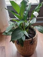 Kamerplant Inc luxe pot, Huis en Inrichting, Kamerplanten, Ophalen, Halfschaduw, Minder dan 100 cm